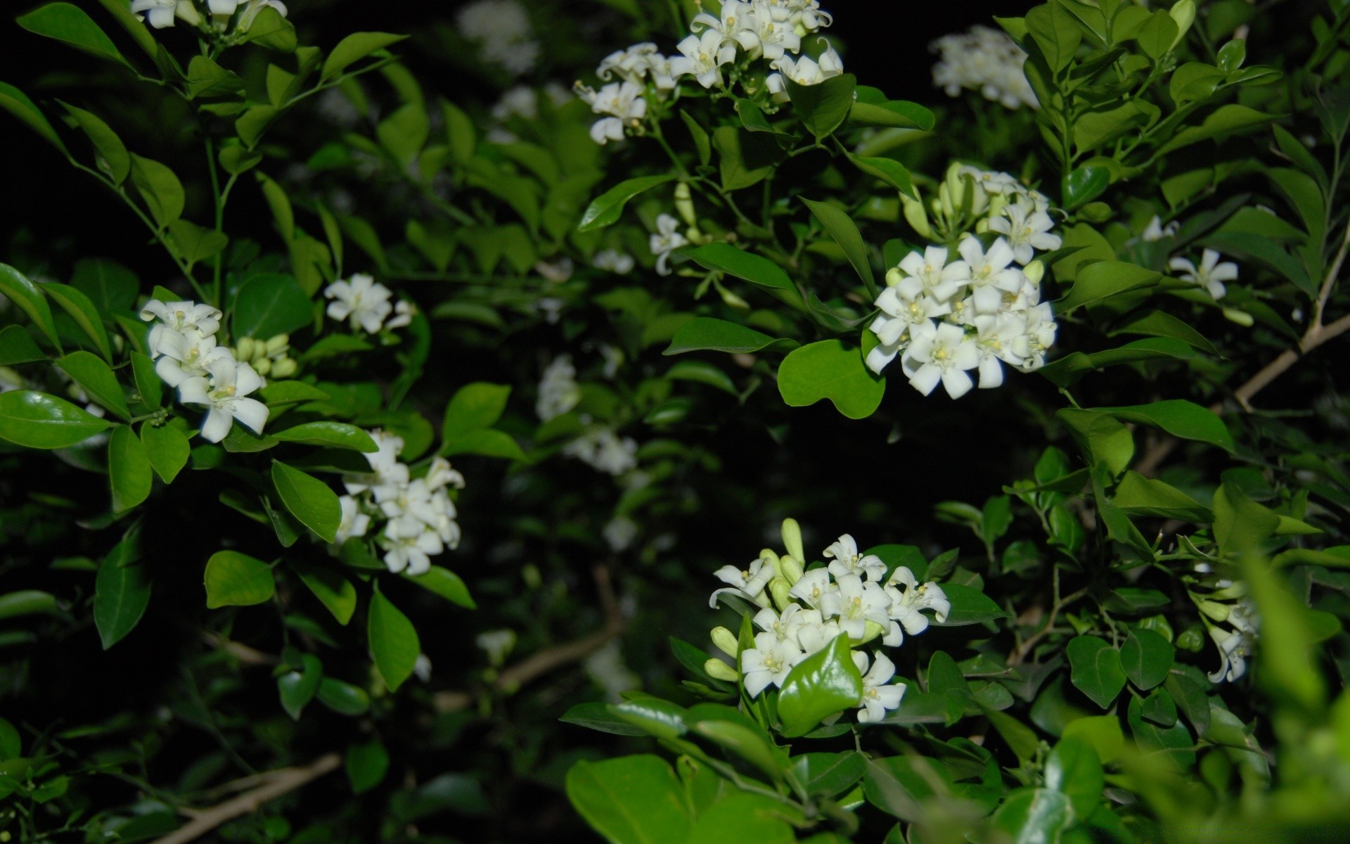 flores flor hoja flora jardín rama floral pétalo naturaleza floración árbol temporada primer plano hermoso color manzana parque frescura amigo brillante crecimiento