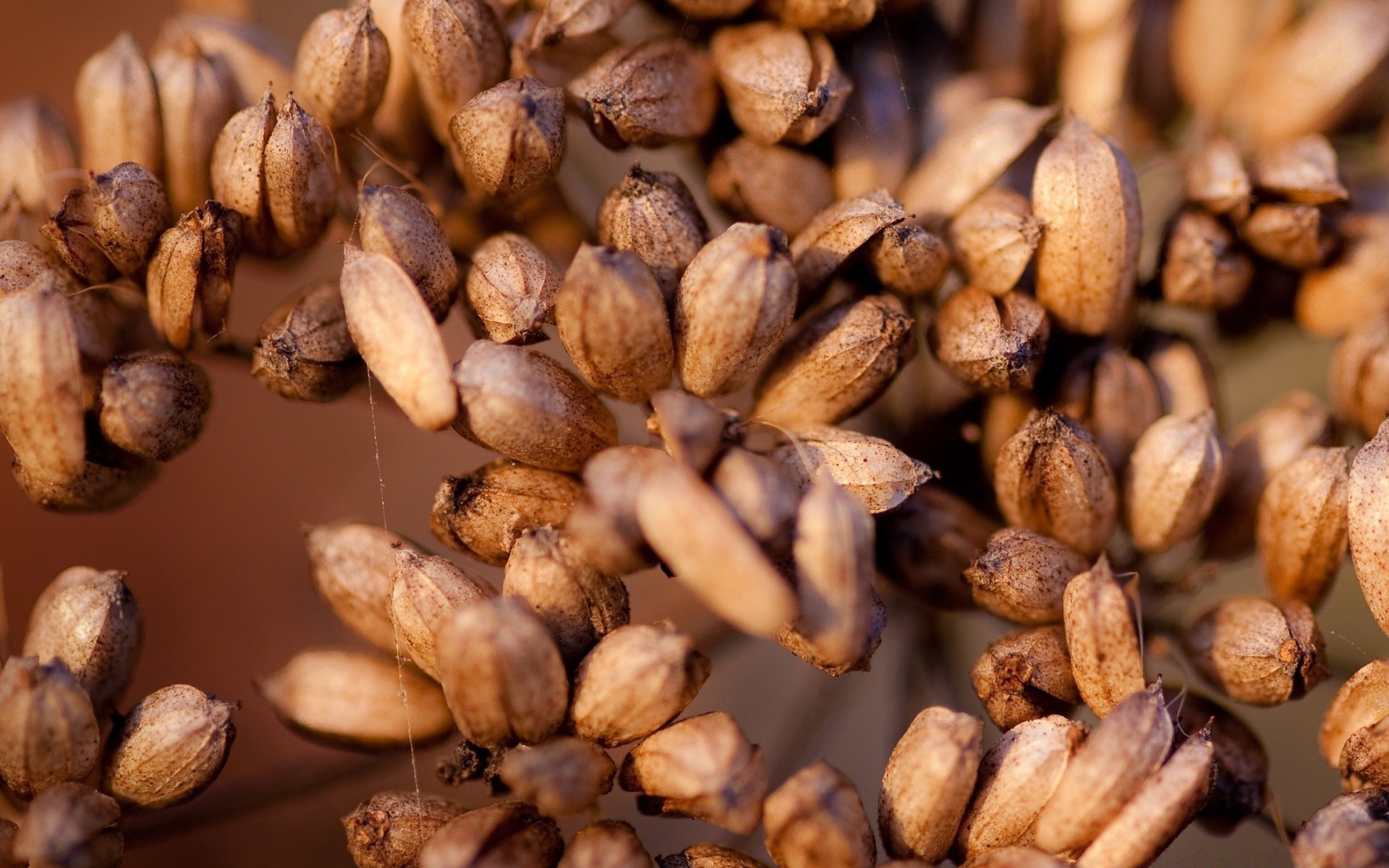 fleurs graines alimentaire alimentaire sec ingrédients santé tout partie écrou saveur viande café