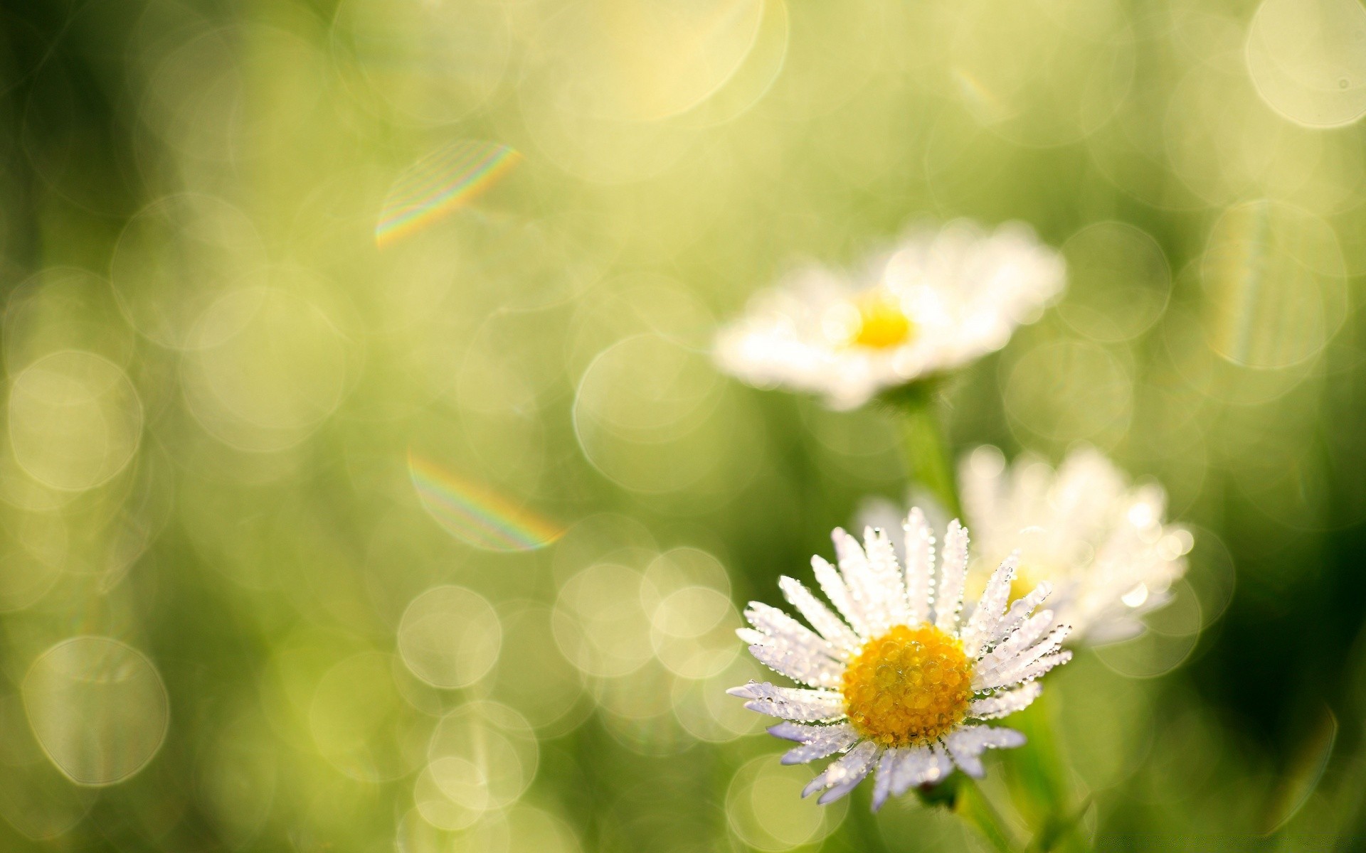 flowers flora nature summer flower bright season leaf garden color desktop growth close-up blur field hayfield