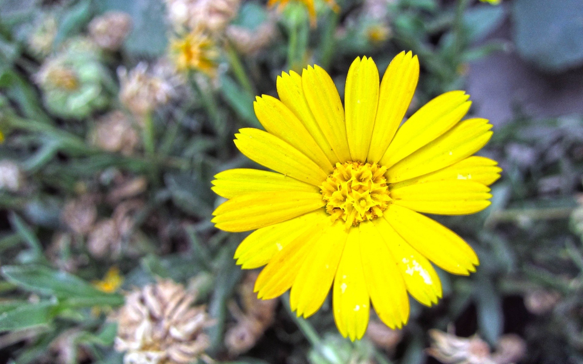 çiçekler doğa çiçek flora yaz bahçe yaprak petal çiçek açan çiçek açık havada parlak renk sezon çimen alan