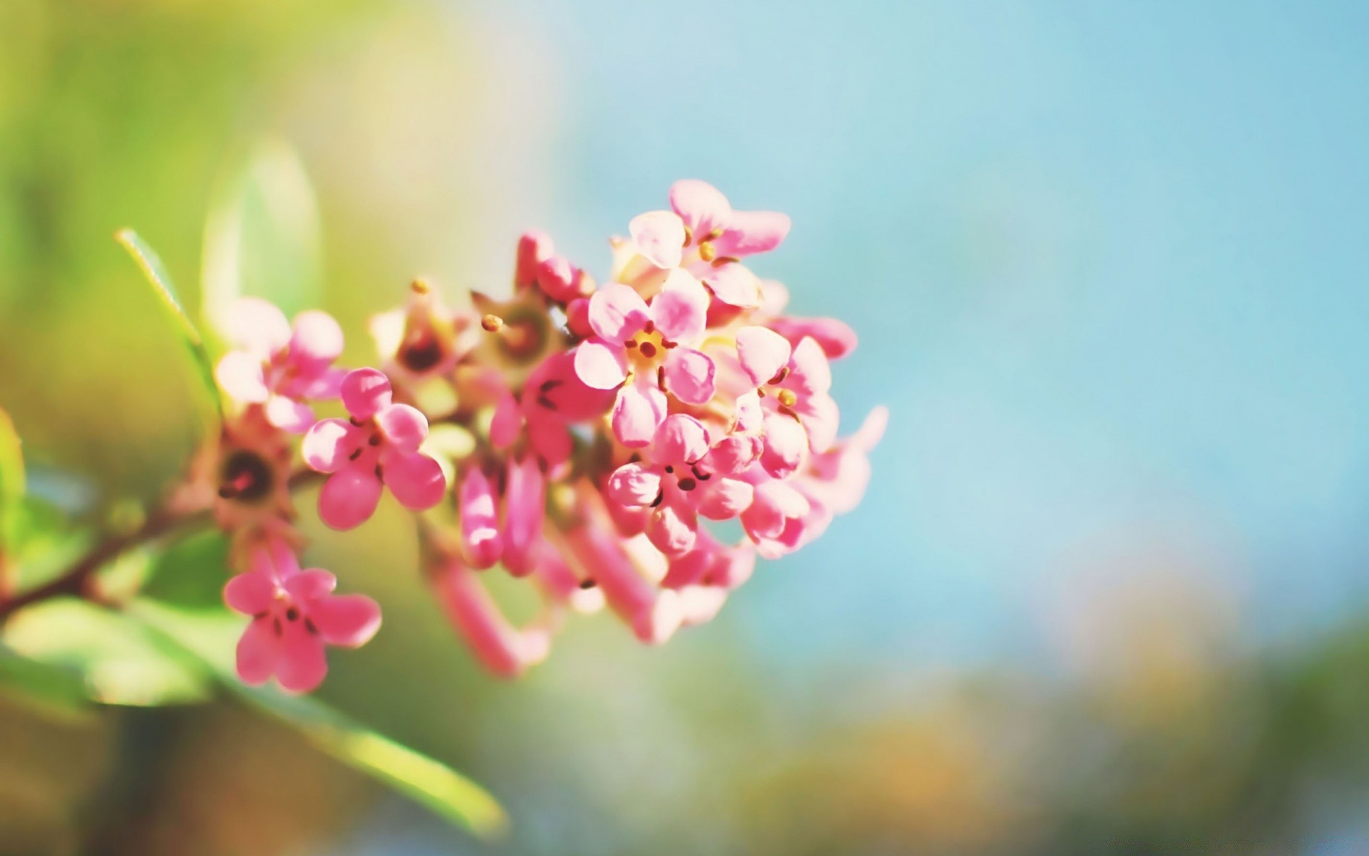 kwiaty kwiat natura flora ogród liść lato rozmycie oddział na zewnątrz kwiatowy bluming wzrost płatek kolor jasny dobra pogoda drzewo zbliżenie tropikalny