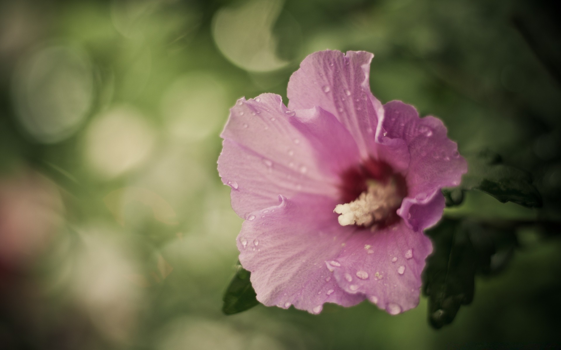 flowers flower nature flora leaf summer petal garden blooming color floral close-up bright delicate