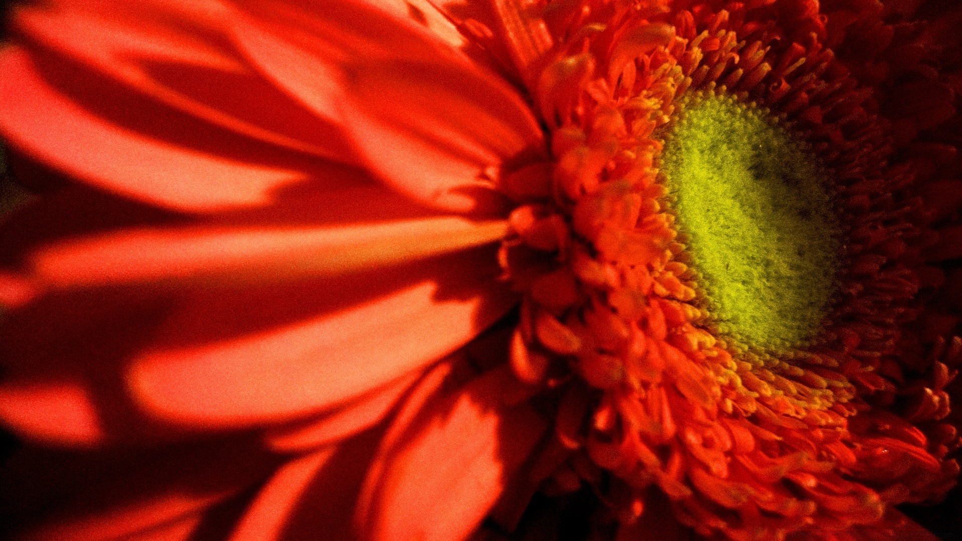 çiçekler çiçek doğa renk flora parlak güzel yaz petal masaüstü bulanıklık yaprak bahçe