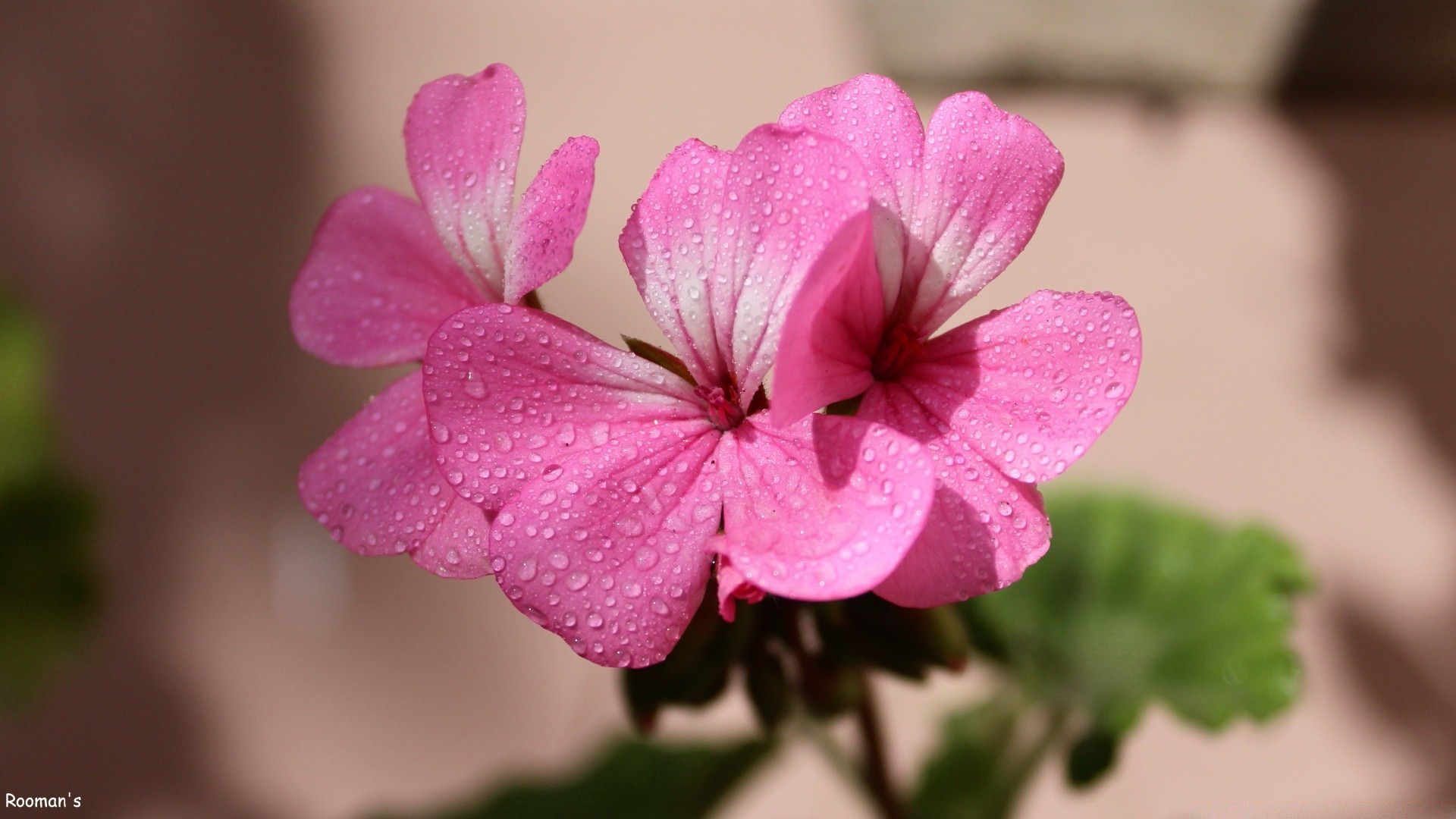 fleurs fleur nature flore jardin bluming pétale belle été floral gros plan couleur feuille lumineux