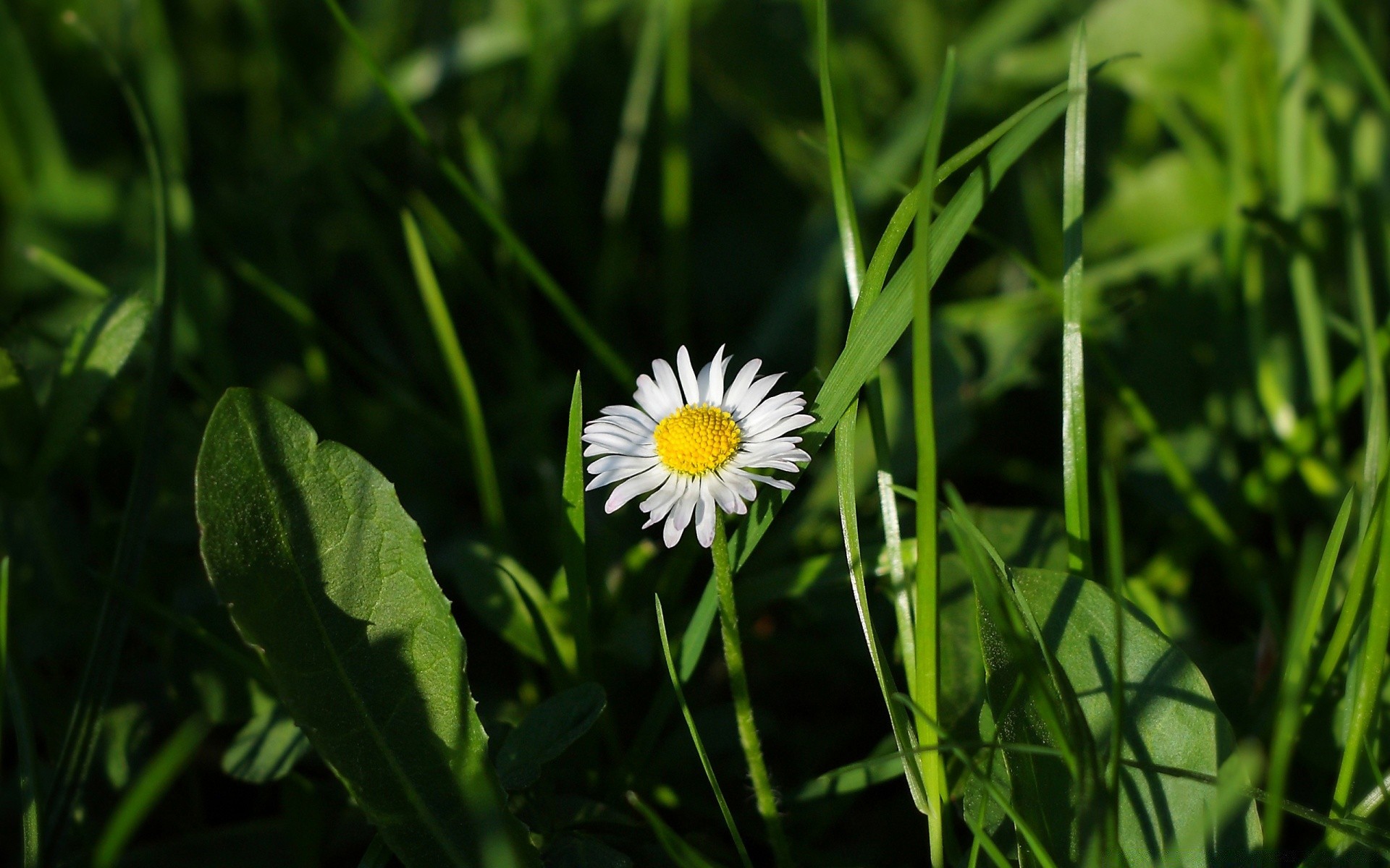 flores naturaleza hierba flora verano campo heno flor crecimiento jardín hoja buen tiempo sol brillante primer plano temporada medio ambiente rural al aire libre césped