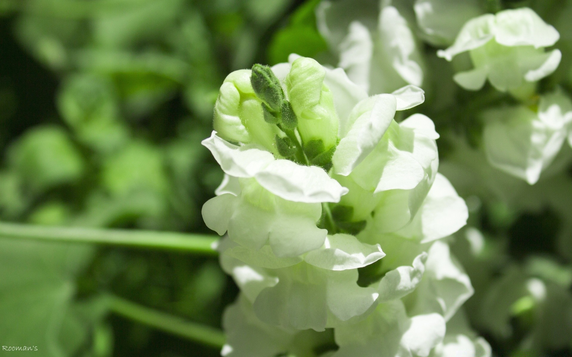 flowers nature leaf flora growth summer garden outdoors close-up flower freshness bright environment fair weather