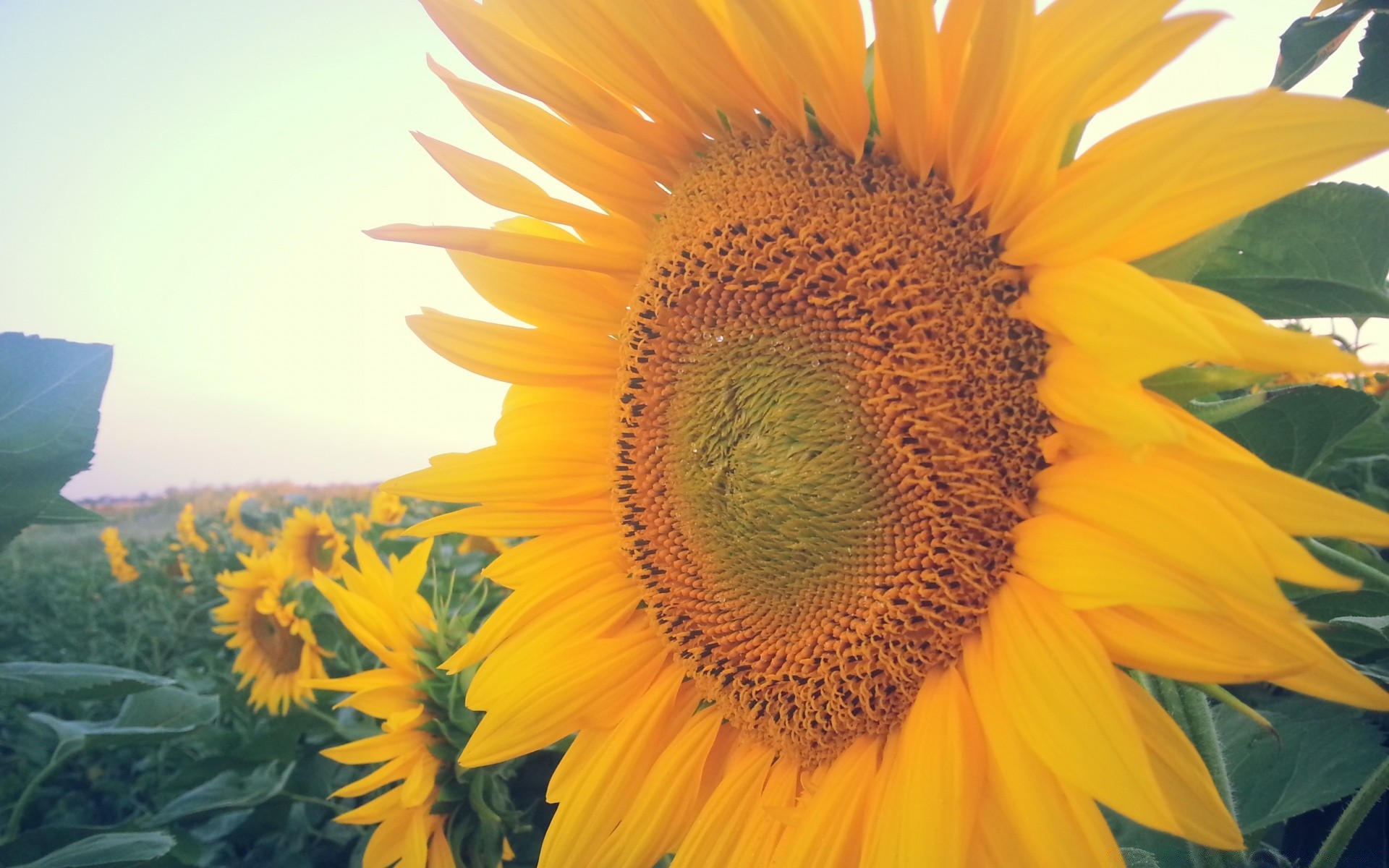 fleurs tournesol nature été flore fleur lumineux feuille croissance soleil beau temps en plein air pétale jardin belle