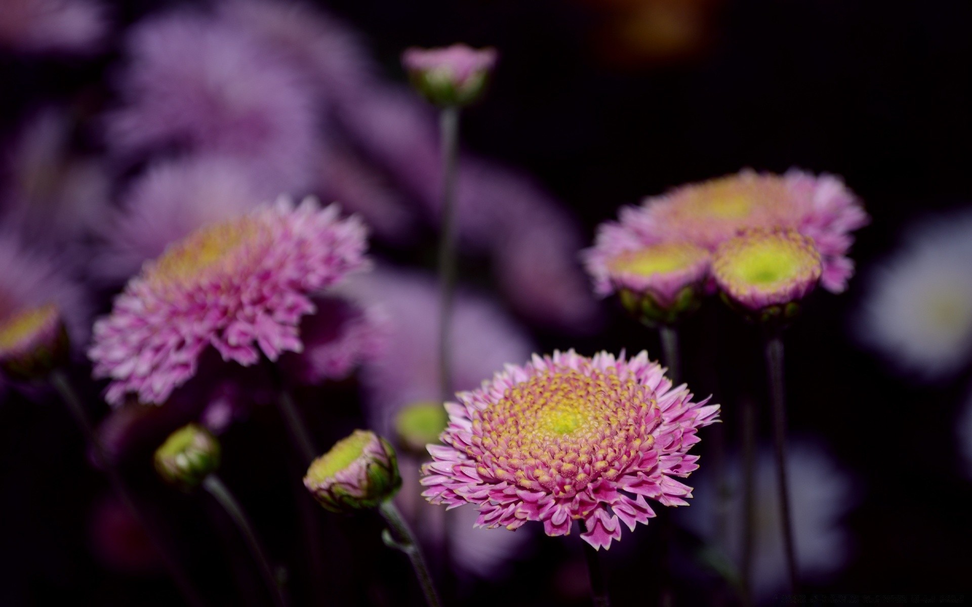 çiçekler çiçek doğa flora petal çiçek açan yakın çekim çiçek renk bahçe parlak yaz yaprak açık havada güzel çok yıllık