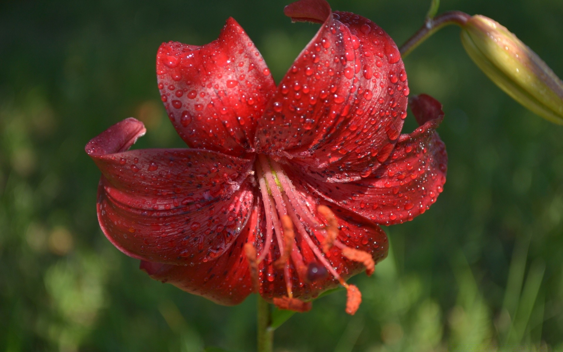 flowers nature flower garden flora summer color leaf close-up outdoors bright floral husk beautiful