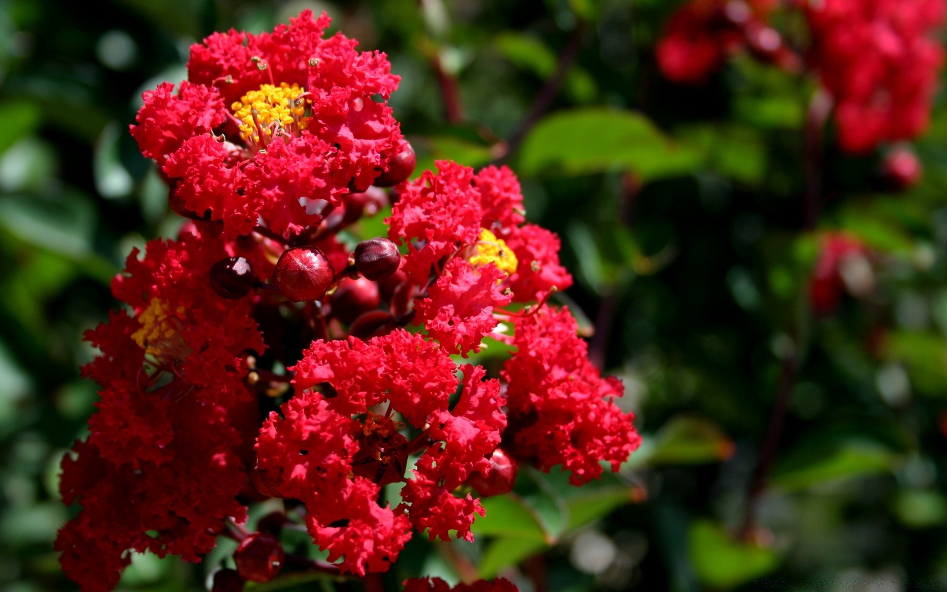 flowers flower nature garden leaf flora summer shrub blooming floral color outdoors growth petal rose bright