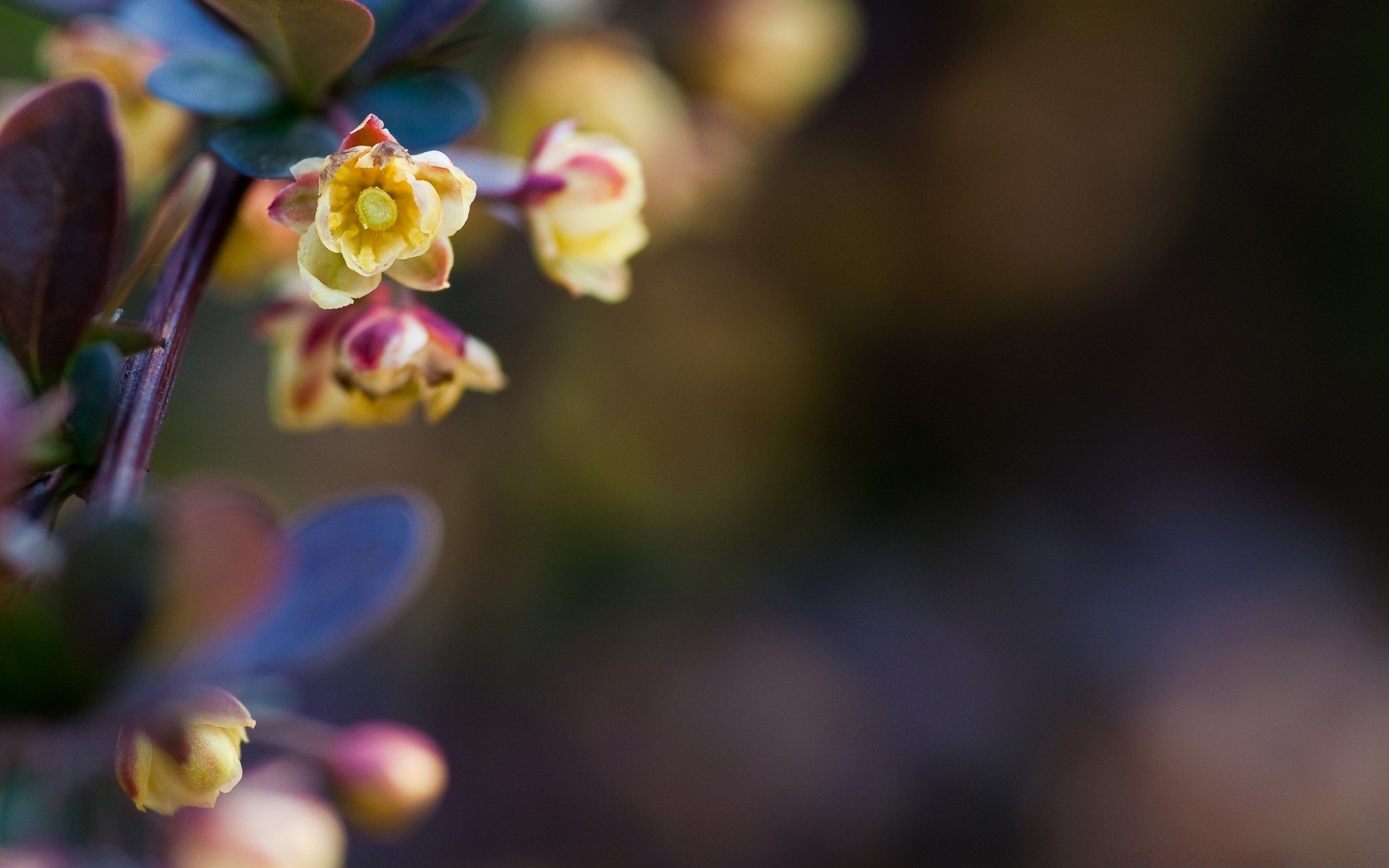 fleurs nature fleur flore flou feuille croissance jardin à l extérieur été couleur lumineux branche