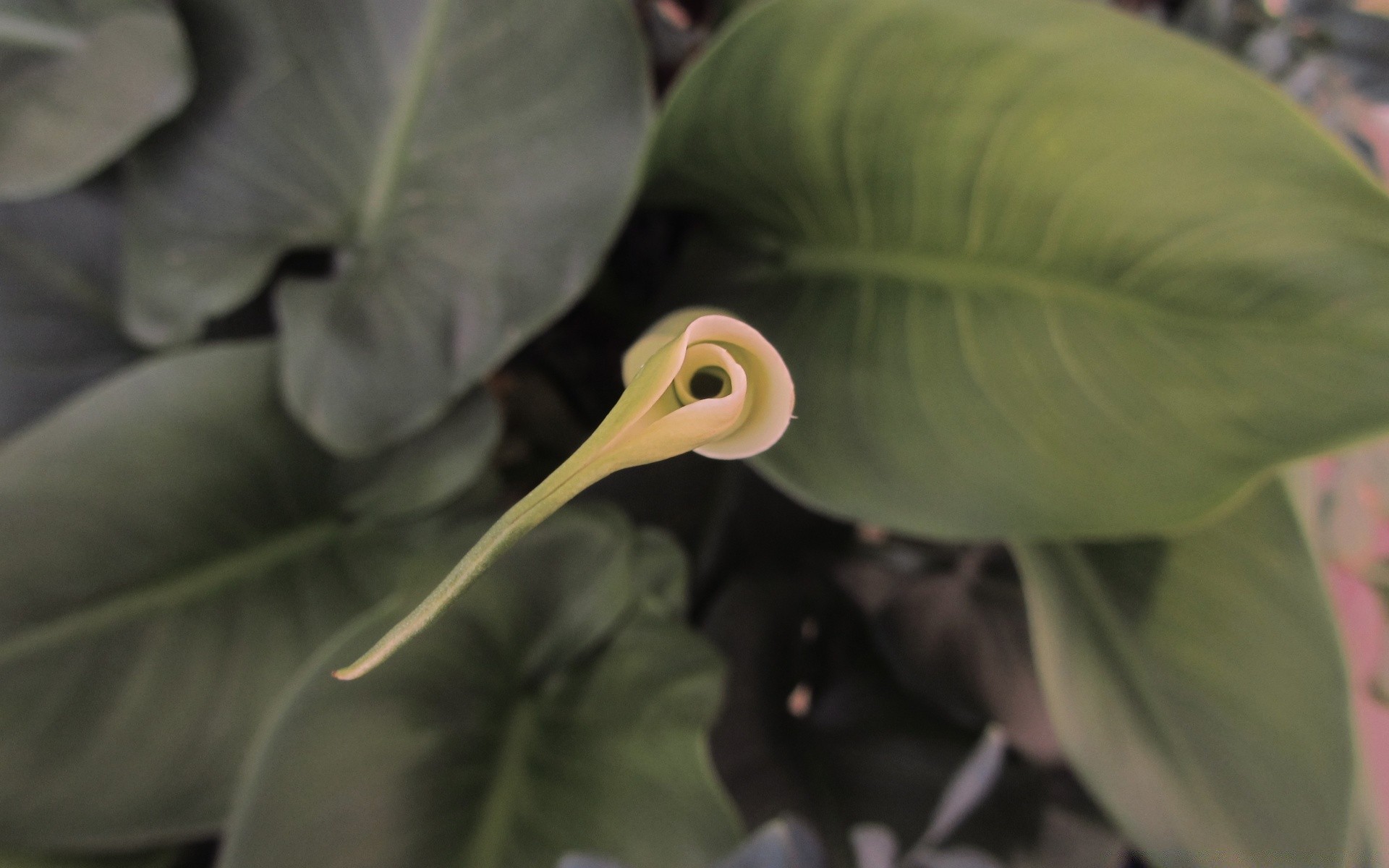 花 叶 自然 植物群 一个 特写 花园 户外 食物 颜色 附近 热带