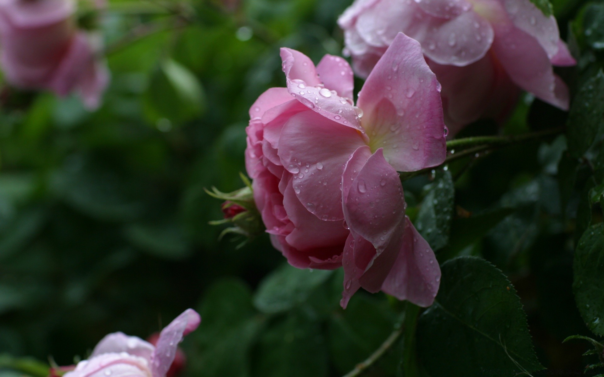 fleurs fleur jardin nature flore feuille bluming été floral pétale rose couleur gros plan belle amour à l extérieur croissance botanique lumineux