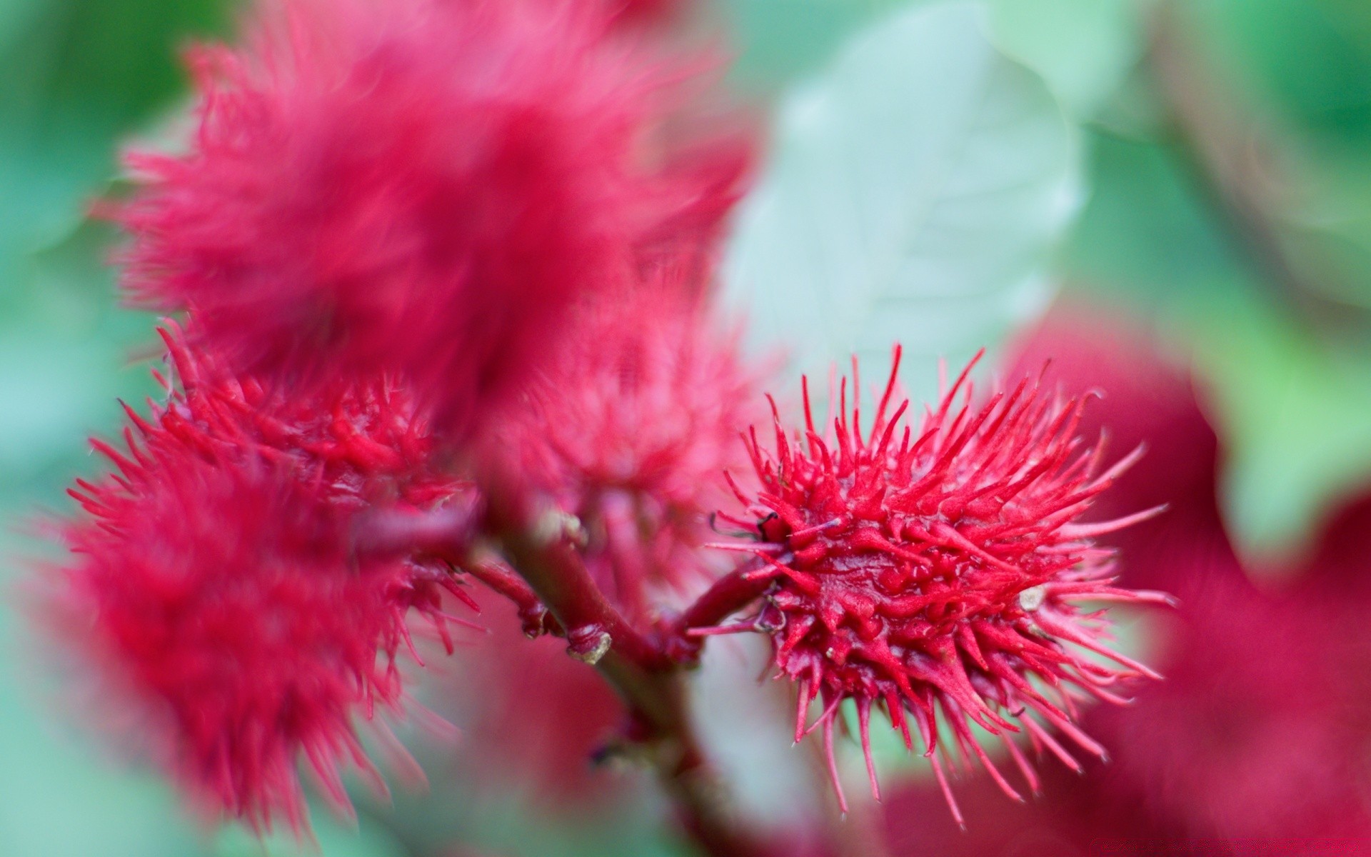 kwiaty natura flora kwiat na zewnątrz lato liść jasny ogród zbliżenie kolor bluming sezon kolczasty ostry płatek dziki oddział botaniczny