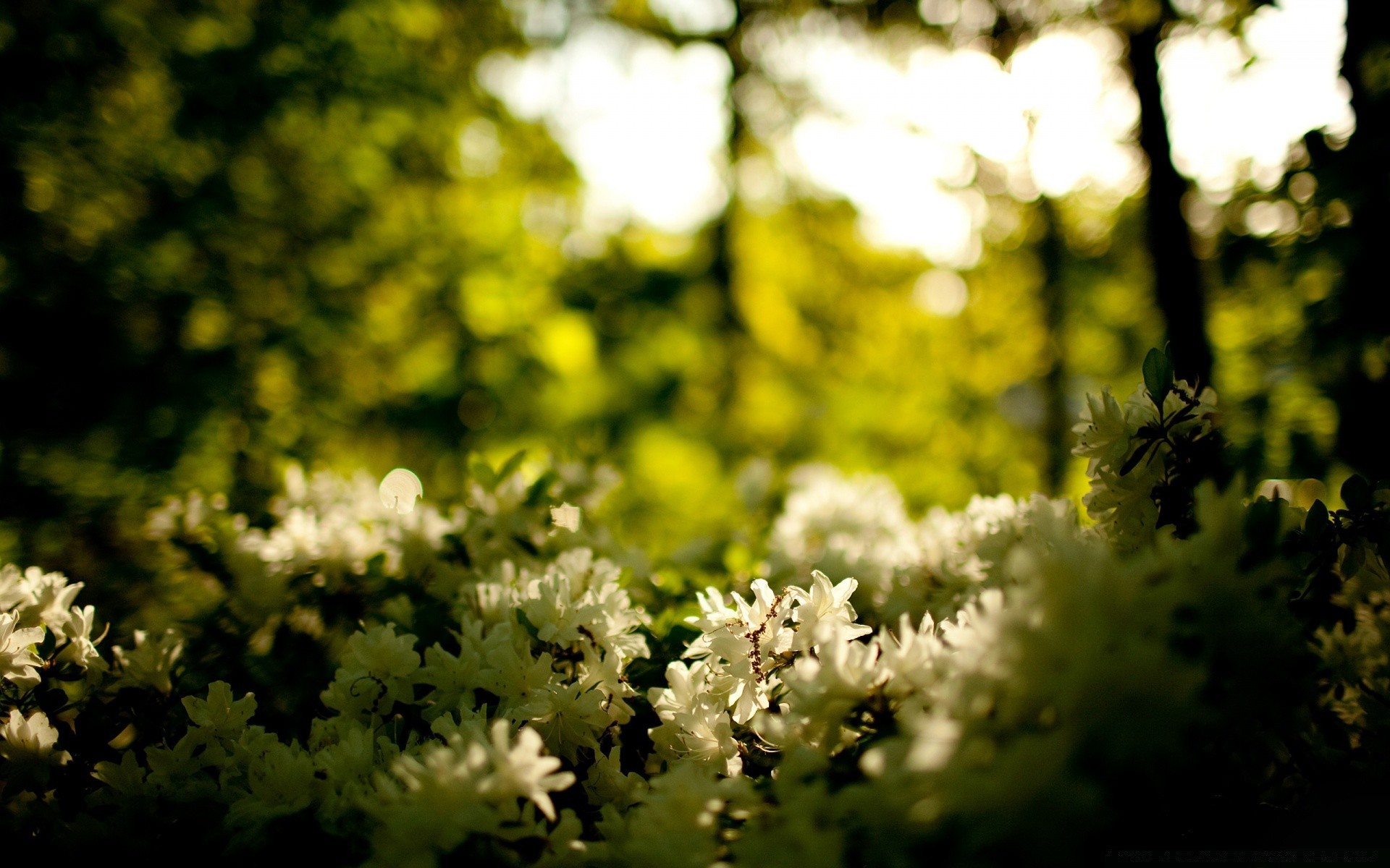 fleurs fleur nature feuille jardin flore arbre soleil croissance été beau temps lumineux bois