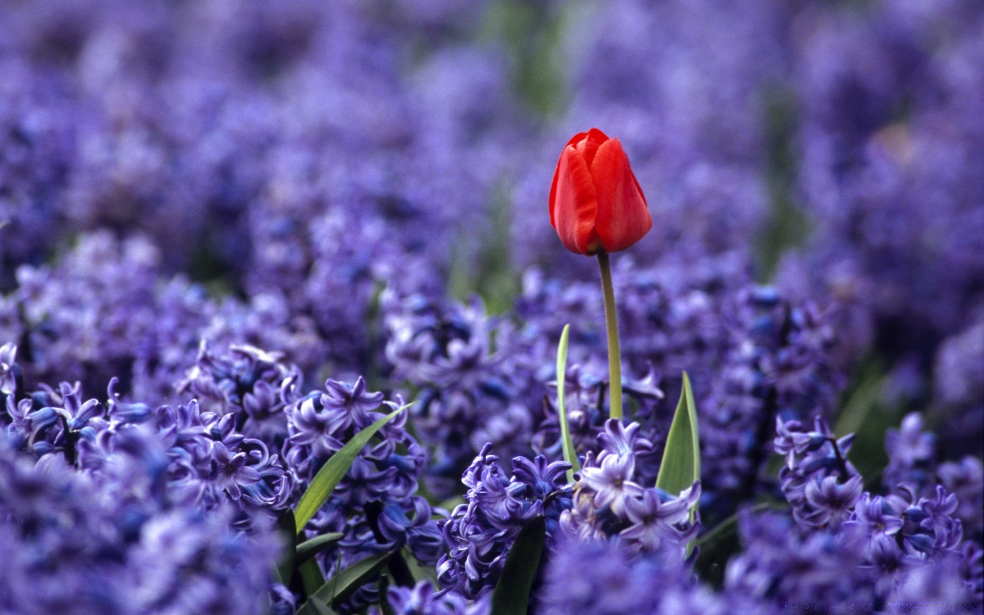 çiçekler çiçek doğa flora bahçe çiçek lavanta çiçeklenme alan yaz yaprak renk violet yakın çekim parfüm petal aromaterapi büyüme açık havada sezon