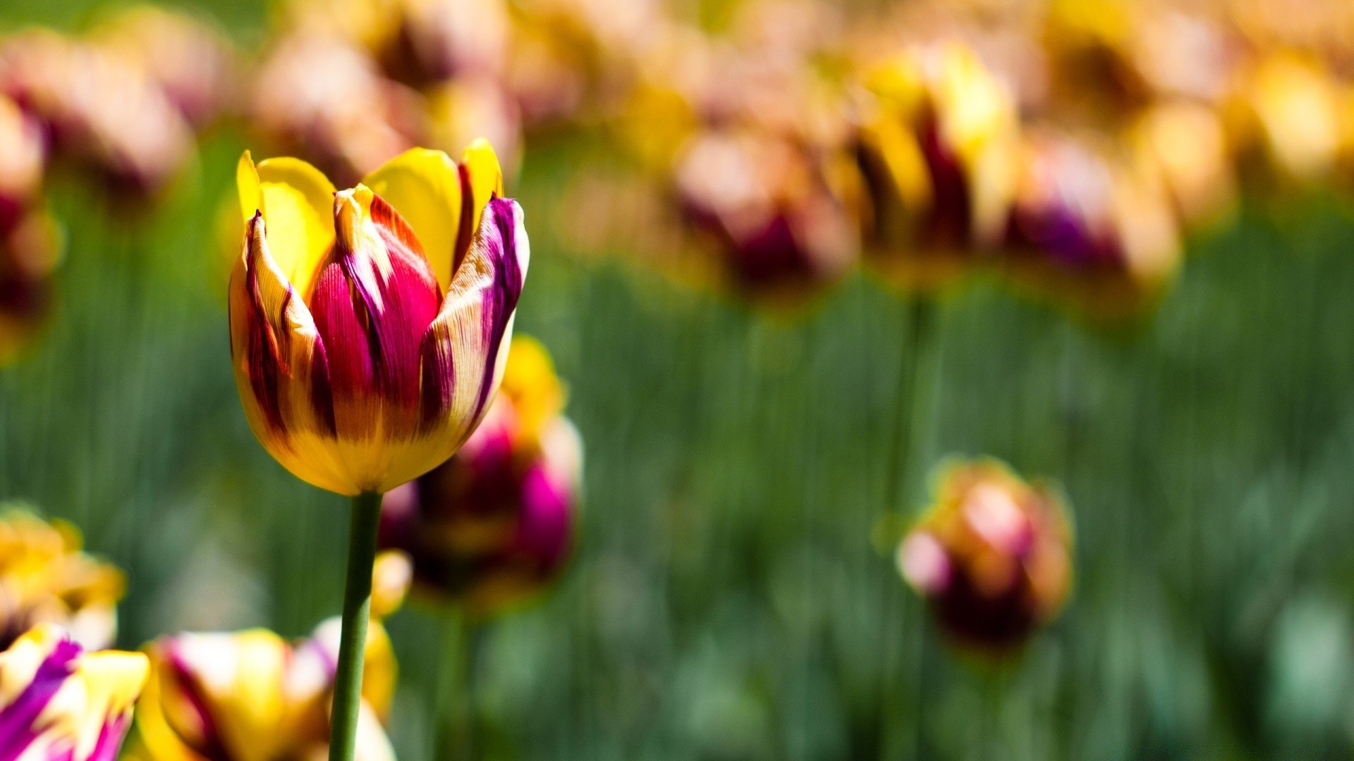 çiçekler lale doğa çiçek yaz bahçe parlak yaprak flora paskalya açık havada güzel havalarda renk çimen petal alan