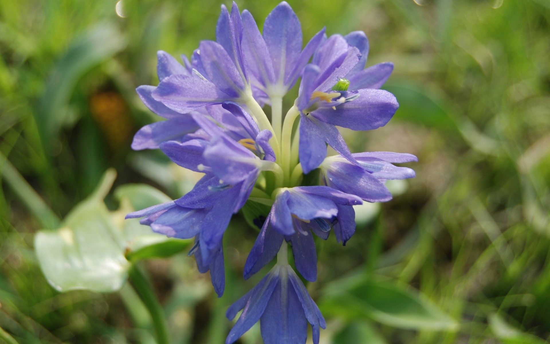 flowers flower nature flora summer garden blooming leaf petal floral outdoors beautiful season grass growth close-up color bright field hayfield