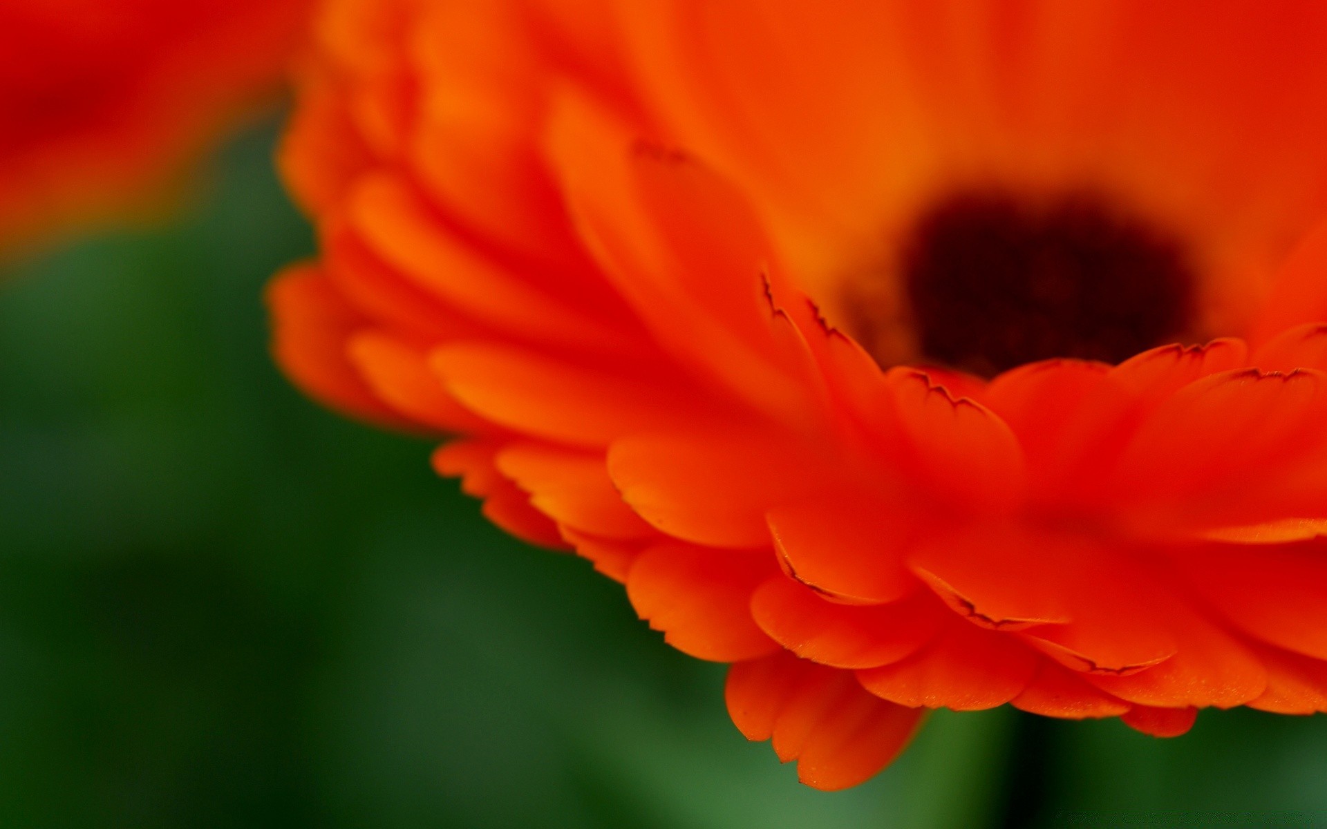 fiori natura fiore estate flora luminoso sfocatura colore crescita foglia petalo giardino all aperto