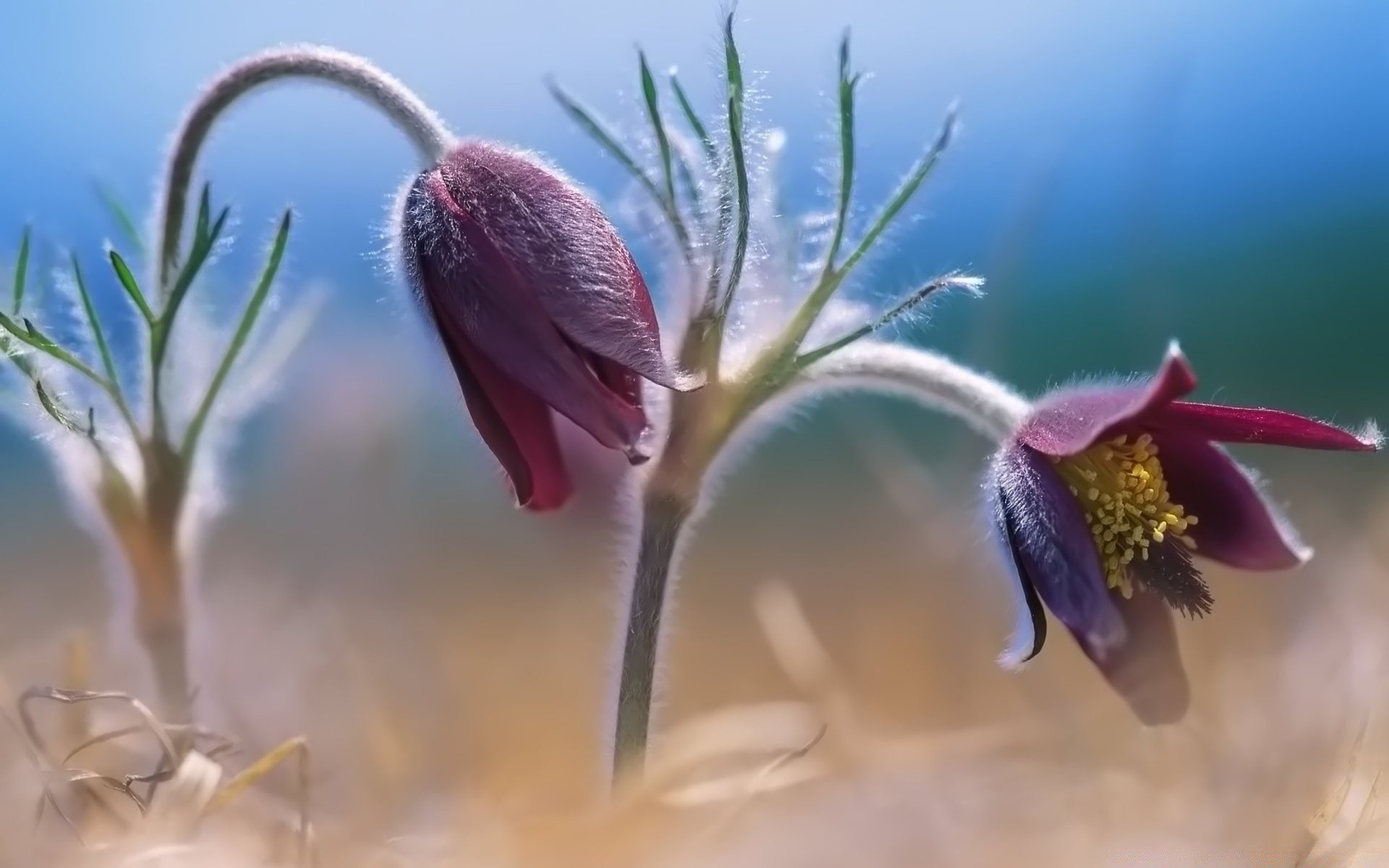 kwiaty kwiat natura flora na zewnątrz rozmycie ogród zima zbliżenie bluming liść kolego