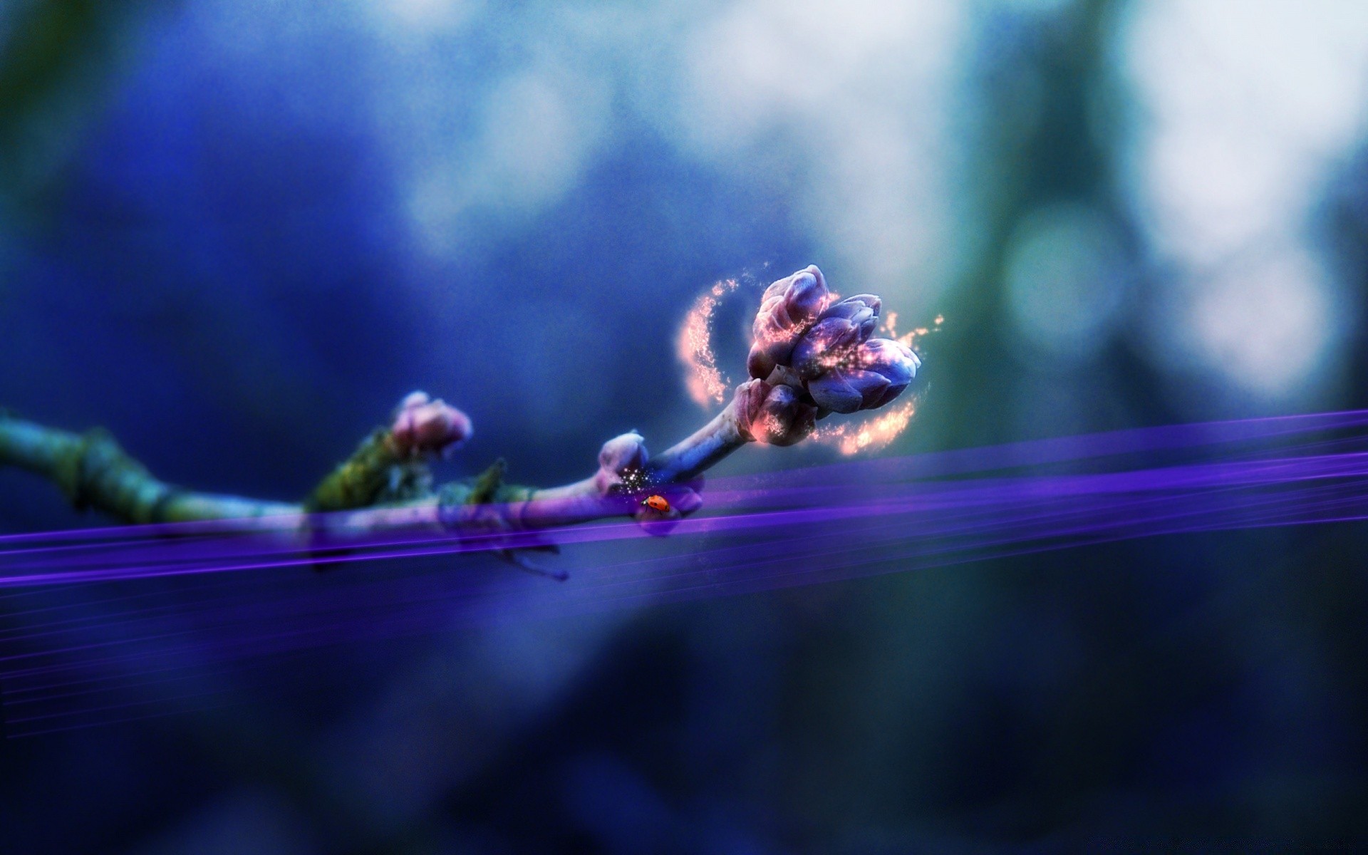 flowers insect blur nature outdoors flower dof leaf light invertebrate dragonfly garden daylight