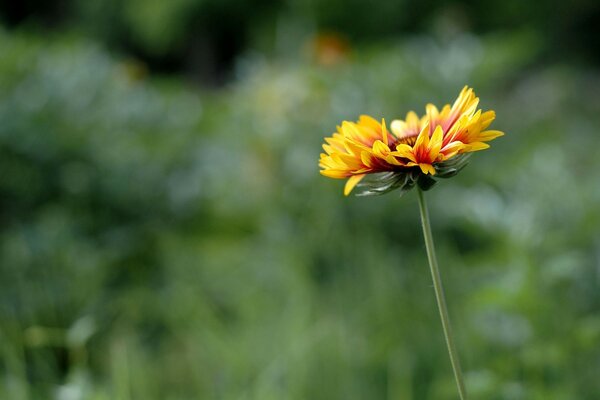 Flor em fundo desfocado