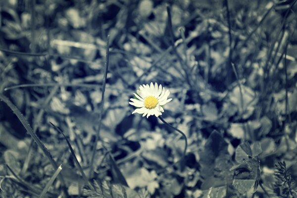 A lonely daisy in the gray grass