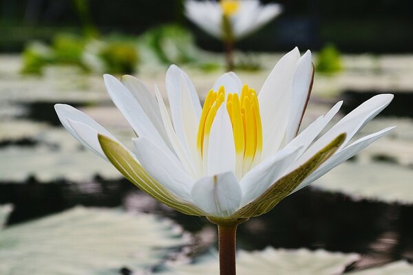 White lotus close-up