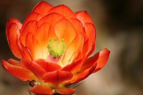 Red beautiful unusual flower