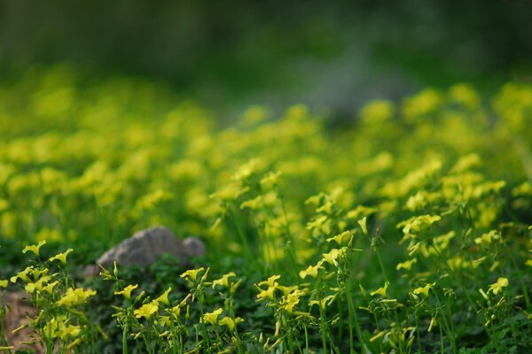 Juicy grass and beautiful flowers