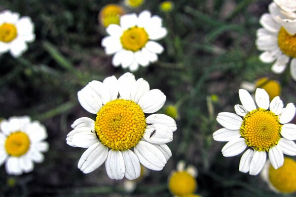 Blühende Gänseblümchen mit Draufsicht