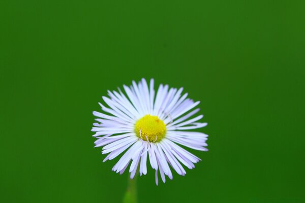 Marguerite brillante sur fond vert