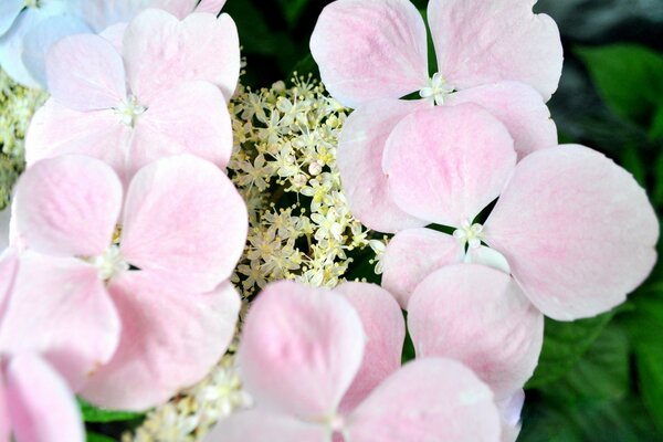 Macrophotographie. Fleurs roses closeup