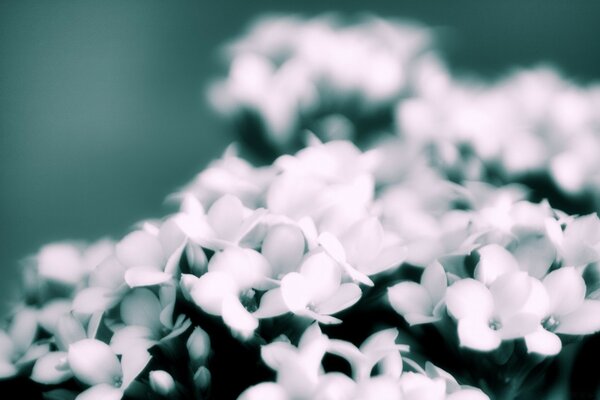 White flowers on a blue background