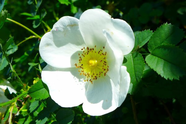 Fotografía macro flor blanca