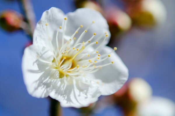 自然。 花园里的一棵树开花