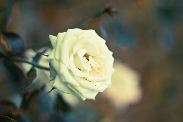 Hermosa flor, símbolo de pureza