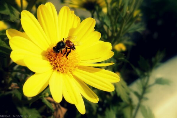 Naturaleza. Proceso de polinización de la flor amarilla