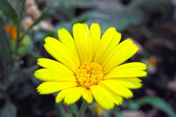 Flor hermosa amarilla brillante