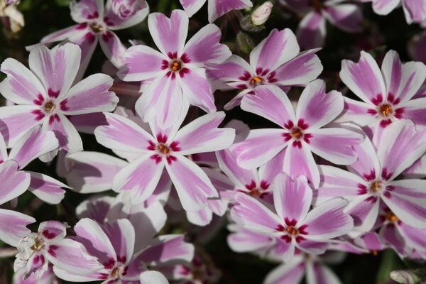 Un montón de hermosas flores de color rosa