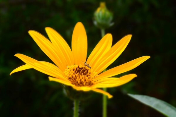 Flor amarilla caliente sobre fondo negro