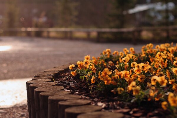 Städtisches Blumenbeet in der morgendlichen Berechnung