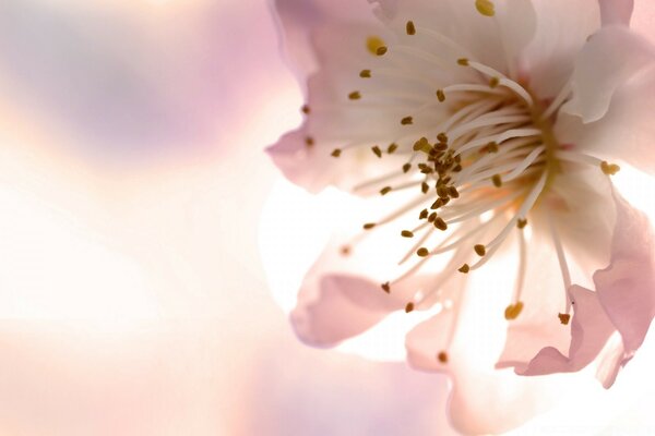 Blumen auf dem Hintergrund der verschwommenen Sonne