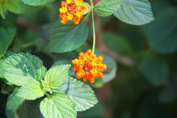 Orangefarbene Blüten mit Blättern wachsen im Sommer