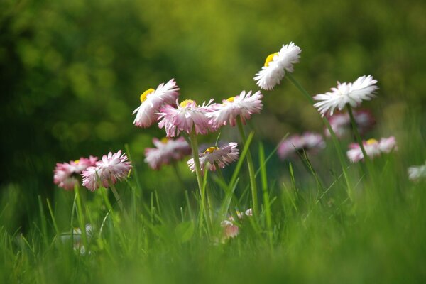 Pink daisies on a green meadow