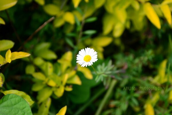 Flor blanca en verde exuberante