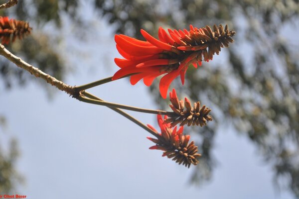 Rama de árbol con flor roja