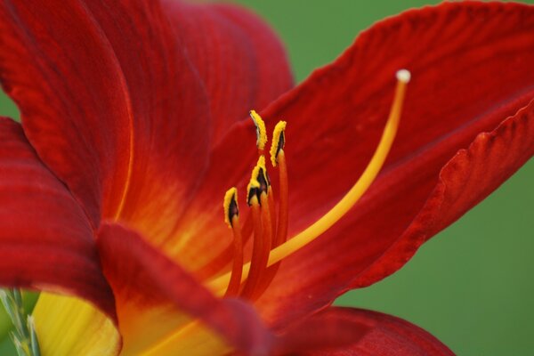 Red flower in the garden