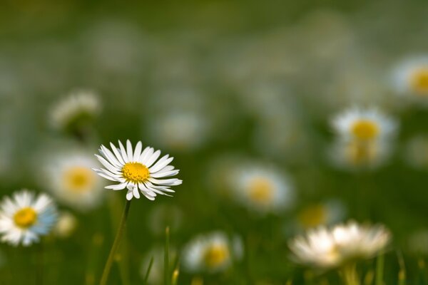 Belles marguerites poussent dans le champ