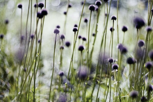 Viele Wildblumen in der Nähe